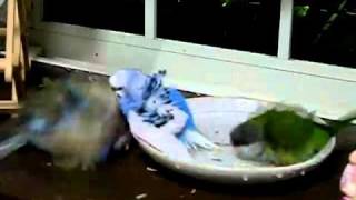 Bathing～ユウギリインコ・セキセイインコ・アキクサインコ