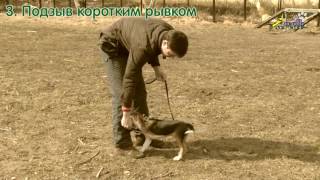 Команда ко мне, 5 упражнений для подзыва, бигль и выжла, ОКД
