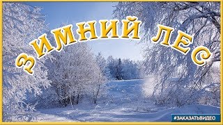 ❄️ Футажи фоновые для видеомонтажа ❄️ видеофон Зима Зимний лес ❄️