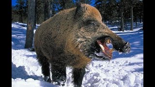 Охота. Кабан-Секач. Охотхозяйство Богородское Омская область.  Hunting. Boar Cleaver.