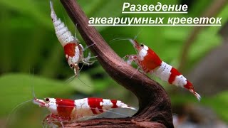 Разведение аквариумных креветок. Бизнес идея