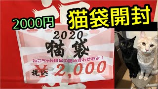【福袋】2000円の猫用の福袋を開封したら中身がお得すぎた！！！