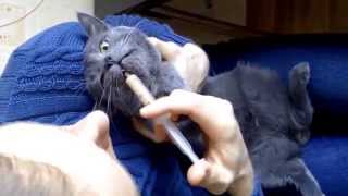 Как кормить больного кота