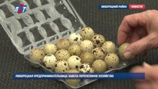 Люберецкая предпринимательница завела перепелиное хозяйство