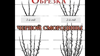 Как правильно обрезать черную смородину