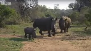 Black Rhino Charge | Ultimate Killers | Wildlife | BBC Studios