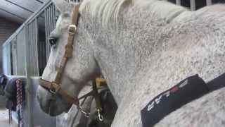 How to use the Polar Equine belt with H7 sensor (M400)