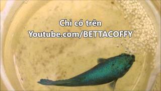 Hiện tượng lạ - Cá mái tự đẻ và nhặt trứng | BETTA COFFY