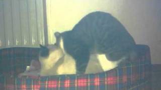 Gay cats fuck