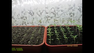 РАССАДЕ 5 ДНЕЙ - СКОРО ПИКИРОВКА! Ольга Чернова.