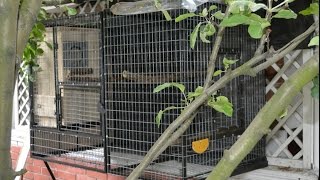 Уличный, разборной, вольер для попугаев. Outdoor Aviary for Parrots