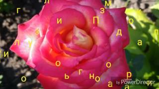Печь для казана, сковороды, диска из газового баллона своими руками