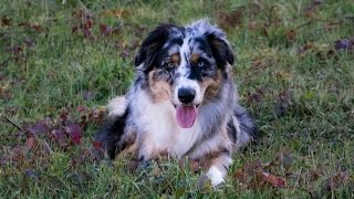 Бордер-колли (окрас блю-мерль триколор, фото)