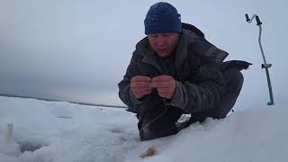 Окунь на ЛИЗУНА !!! Рыбалка на Братском водохранилище!!!!