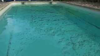 7ID FUITE DANS PISCINE Rieumes (31)