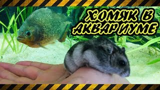 ЗАКИНУЛ ХОМЯЧКА в аквариум ПИРАНИЙ.  Кормление пираний грызунами.  Хомяк против таракана ?