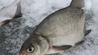 Подлещик и синец на гирлянду. Техника ловли. Практические советы