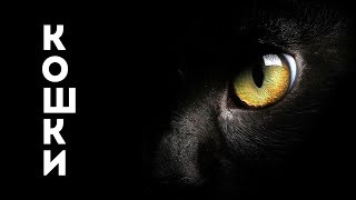 Кошки. Юлия Ашера о своих питомцах. Истинное предназначение домашних и диких кошек.