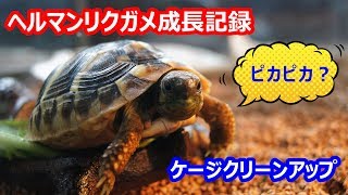 ヘルマンリクガメ飼育 ヘンリーのケージクリーンアップ編