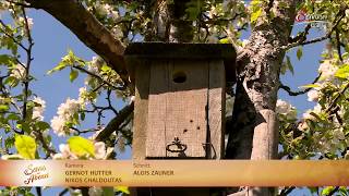 Nistkasten selber bauen - Brutkasten für Blaumeise und Kleiber