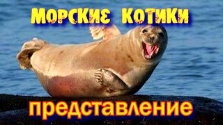 Красавцы-морские котики!представление!