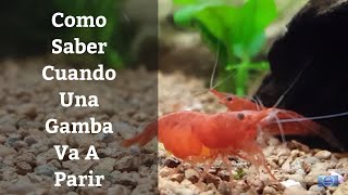? Como Saber Cuando Nuestras Gambas Van A Dar A Luz, Como Montar Un Gambario 1x6 (Acuarios MB)