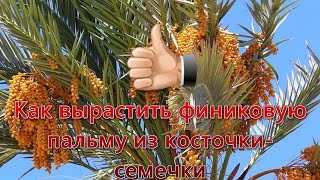 Как вырастить финиковую пальму из косточки-семечки. Видео №1. Выращивание финиковой пальмы.