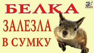Белка и сумка с орехами которые пытается украсть. Лесные звери.