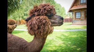 Стрижка альпака на миниферме Пронино