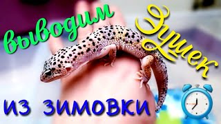ВЫВОДИМ ЭУБЛЕФАРОВ ИЗ ЗИМОВКИ..