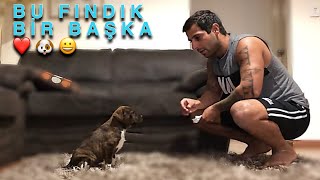 SİZCE 13 DAKİKADA 1 AYLIK YAVRU KÖPEGE??OTUR EĞİTİMİ VERİLEBİLİRMİ?