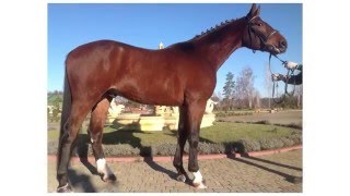 Spirit - Спирит. Купить лошадь | Brech Horses