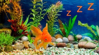 ❤️ Schlaflieder für Baby und Aquarium ? Baby Einschlafmusik