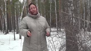 БЕРЕЗОВЫЕ ПОЧКИ || Полезные свойства и применение