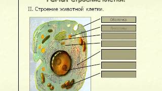 Строение клетки