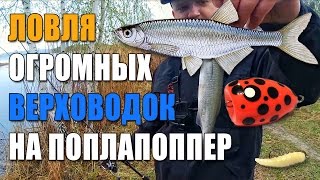Ловля ОГРОМНЫХ верховодок на ПОПЛАПОППЕР