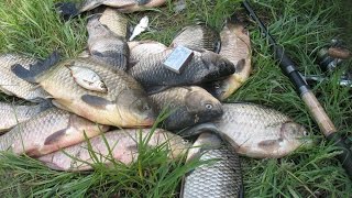 Ловля карася. Крупный карась на 1,5 кг.