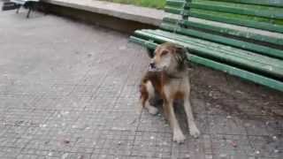 Canil Municipal de Piracicaba - Animal Abandonado