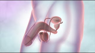 The male reproductive system | Cancer Research UK (2019)