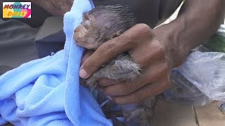 Update Heidi baby! Clean body & give mix fruit to eat | Heidi happy eat much | Monkey Daily 2131