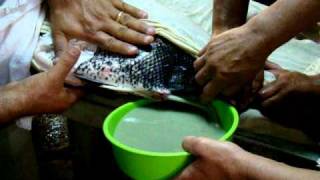 Desova de peixe (Tambaqui + Pirapitinga) Tambatinga (Parte 1)