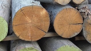 Заготовка древесины своими силами. Вариант 2. Лиственница