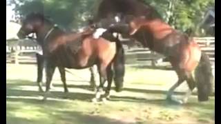 Great Animal Mating - Hottest Horses Mating Clip