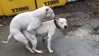 Köpekler Durmadan Çiftleşiyorl