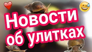 Новости об Улитках // Улитки Ахатины Фулики