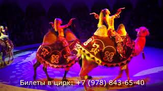 Симферопольский Цирк, новая программа.