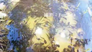 アズマヒキガエルのオタマジャクシ