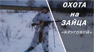 Охота на зайца и безбашенная лиса!