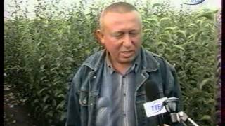 Саджанці,Мар'янівка,Тернопіль