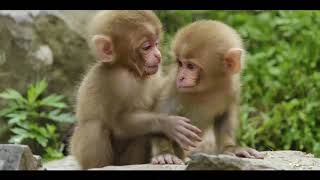 Baby Einstein World Animals 2002 Animals In The Jungle